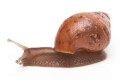 Lissachatina fulica hamillei rodatzi Madagascar juvenil